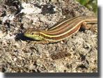 podarcis peloponnesiacus